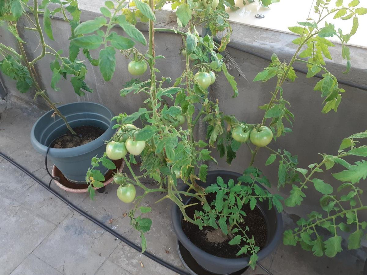 17 Flats And Roof Garden Apartment Athens Exterior photo
