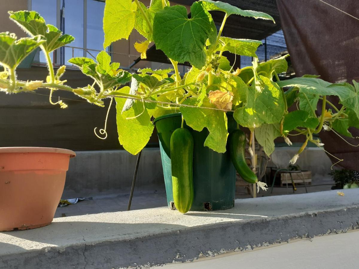 17 Flats And Roof Garden Apartment Athens Exterior photo